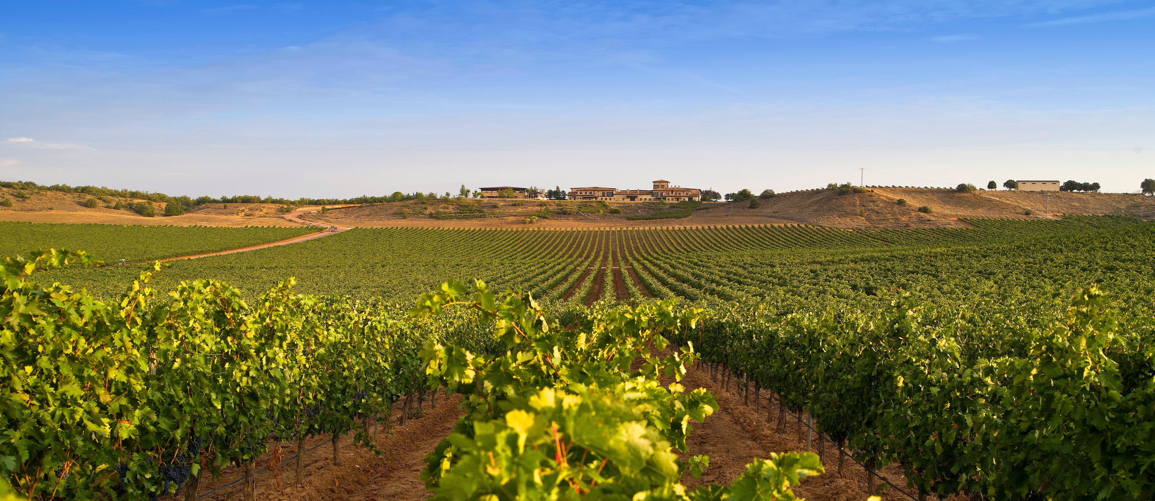 Viñedos de Bodegas Arnaiz al atardecer